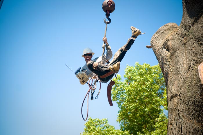 San Diego Tree Trimmers