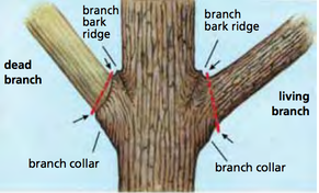 Flush Cuts – Improper Tree Trimming Techniques