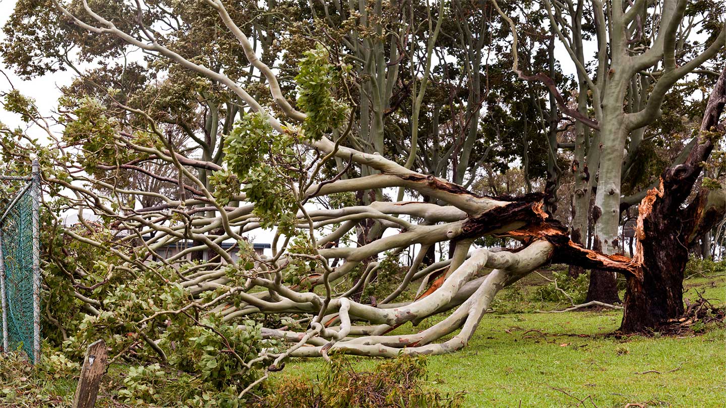 5 warning signs you need a professional tree removal service