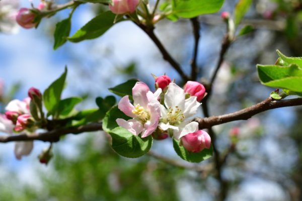 10 MOST COMMON FLOWERING TREES IN SAN DIEGO