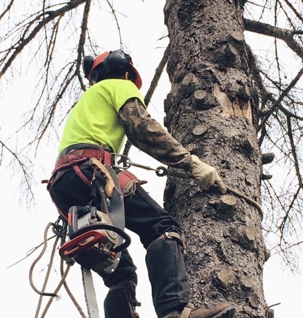 WHAT TO AVOID IN HIRING A TREE TRIMMER