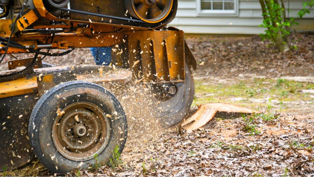 What’s the difference between stump grinding and stump removal?