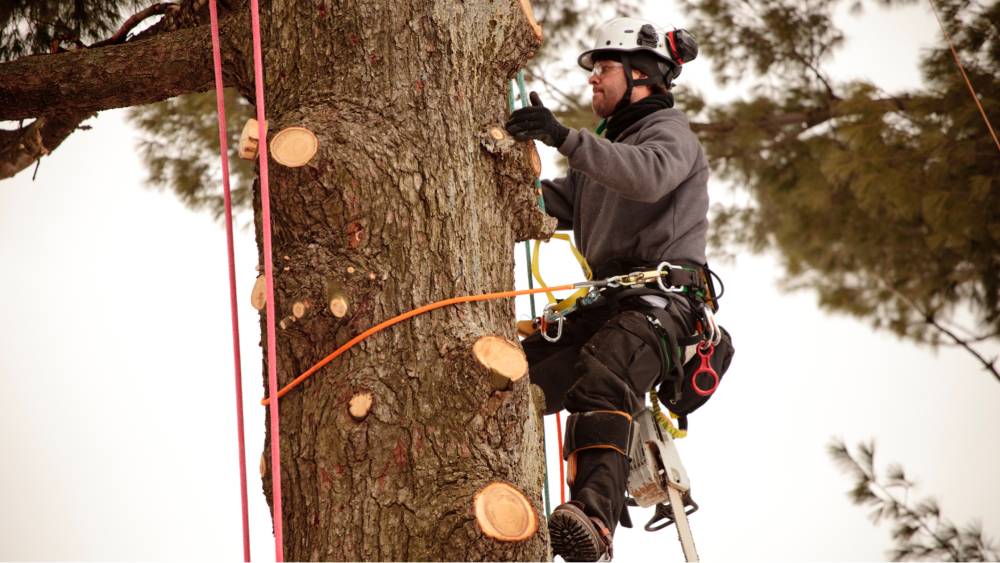 5 things to look for when choosing a tree removal service