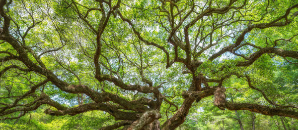 How to choose the right tree for your backyard