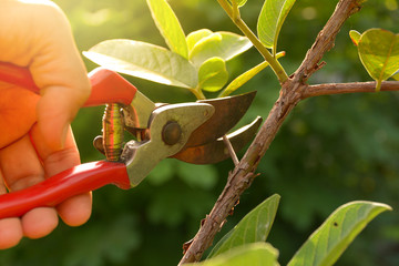 Pruning a Tree